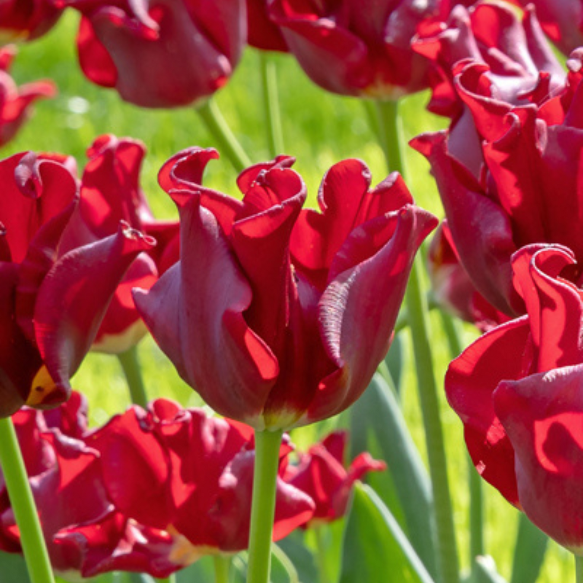 Lot De 10 Tulipes Red Dress – Plante D'Extérieur