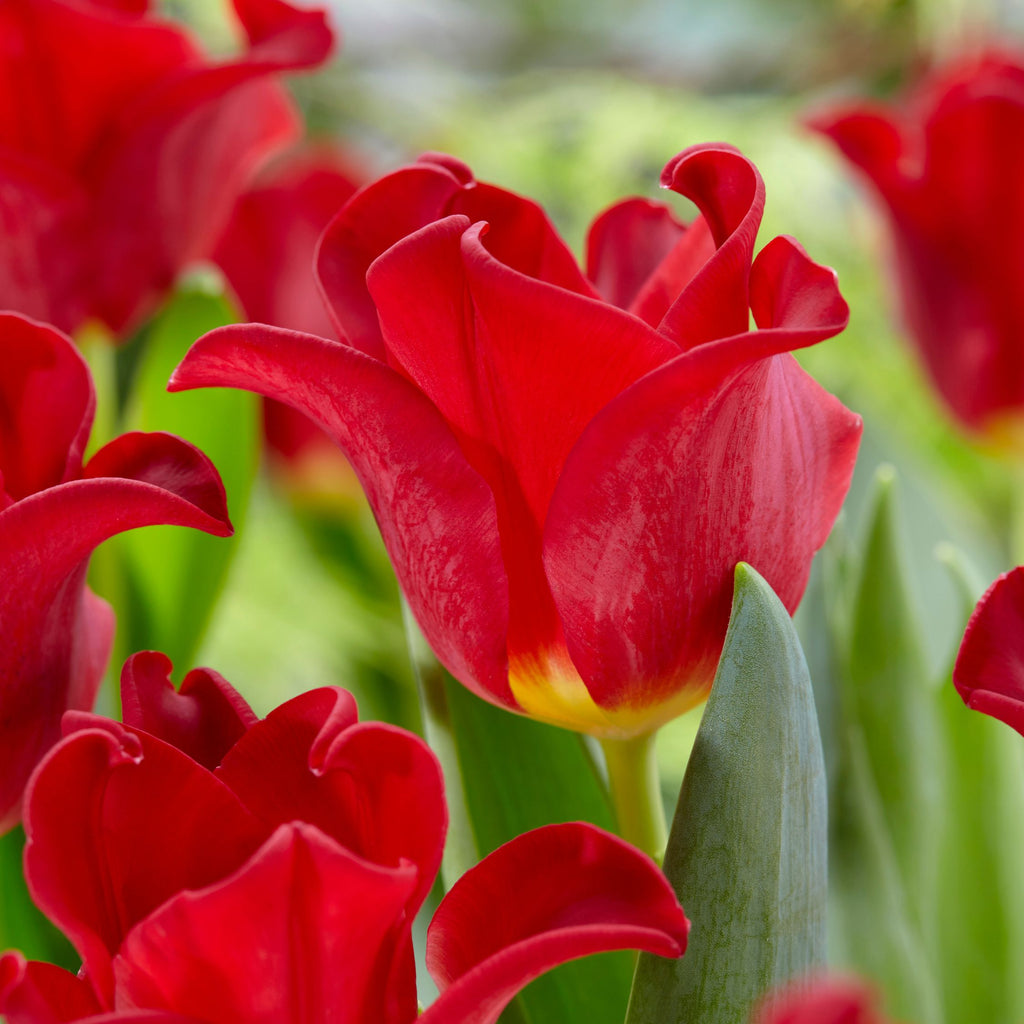 Lot De 10 Tulipes Red Dress – Plante D'Extérieur