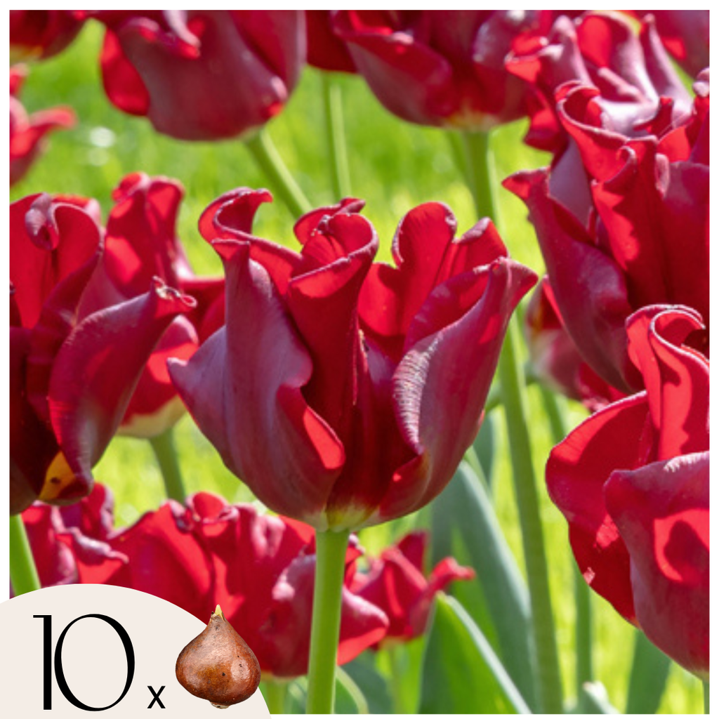 Lot De 10 Tulipes Red Dress – Plante D'Extérieur
