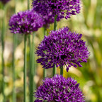 Lot De 30 Alliums Purple Sensation – Plante D'Extérieur