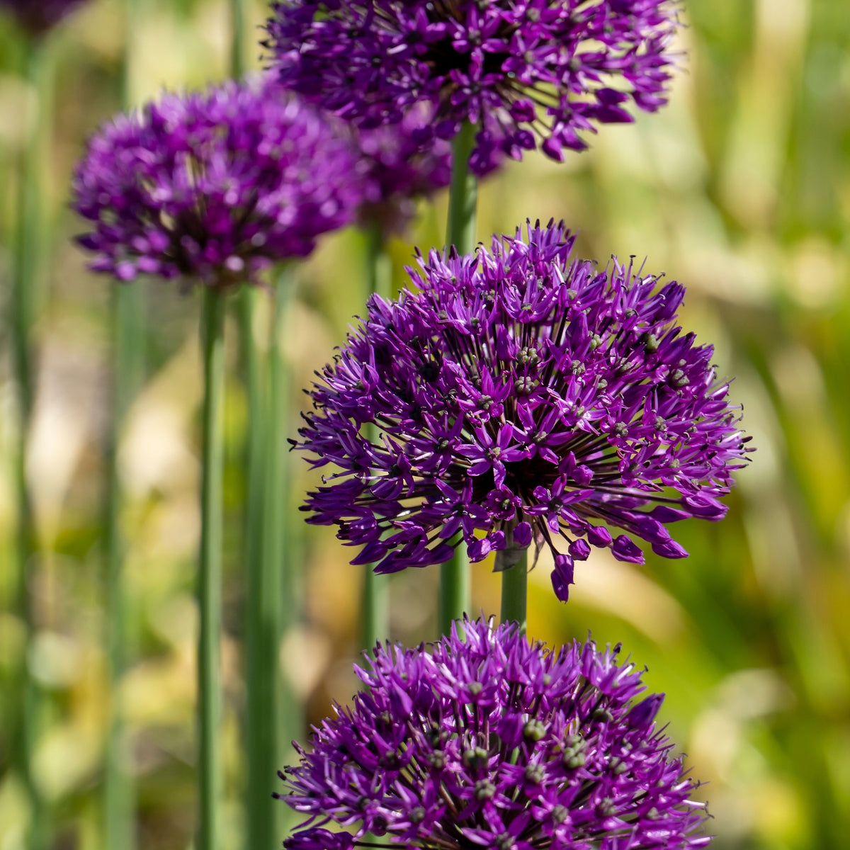 Lot De 30 Alliums Purple Sensation – Plante D'Extérieur