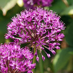 Lot De 30 Alliums Purple Sensation – Plante D'Extérieur