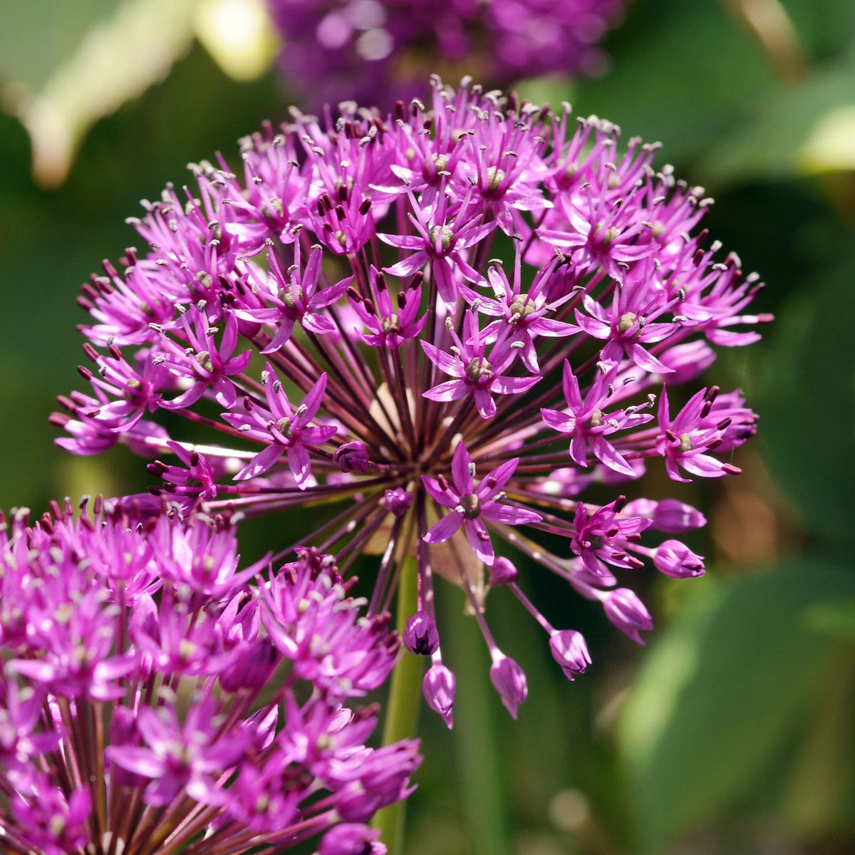 Lot De 30 Alliums Purple Sensation – Plante D'Extérieur