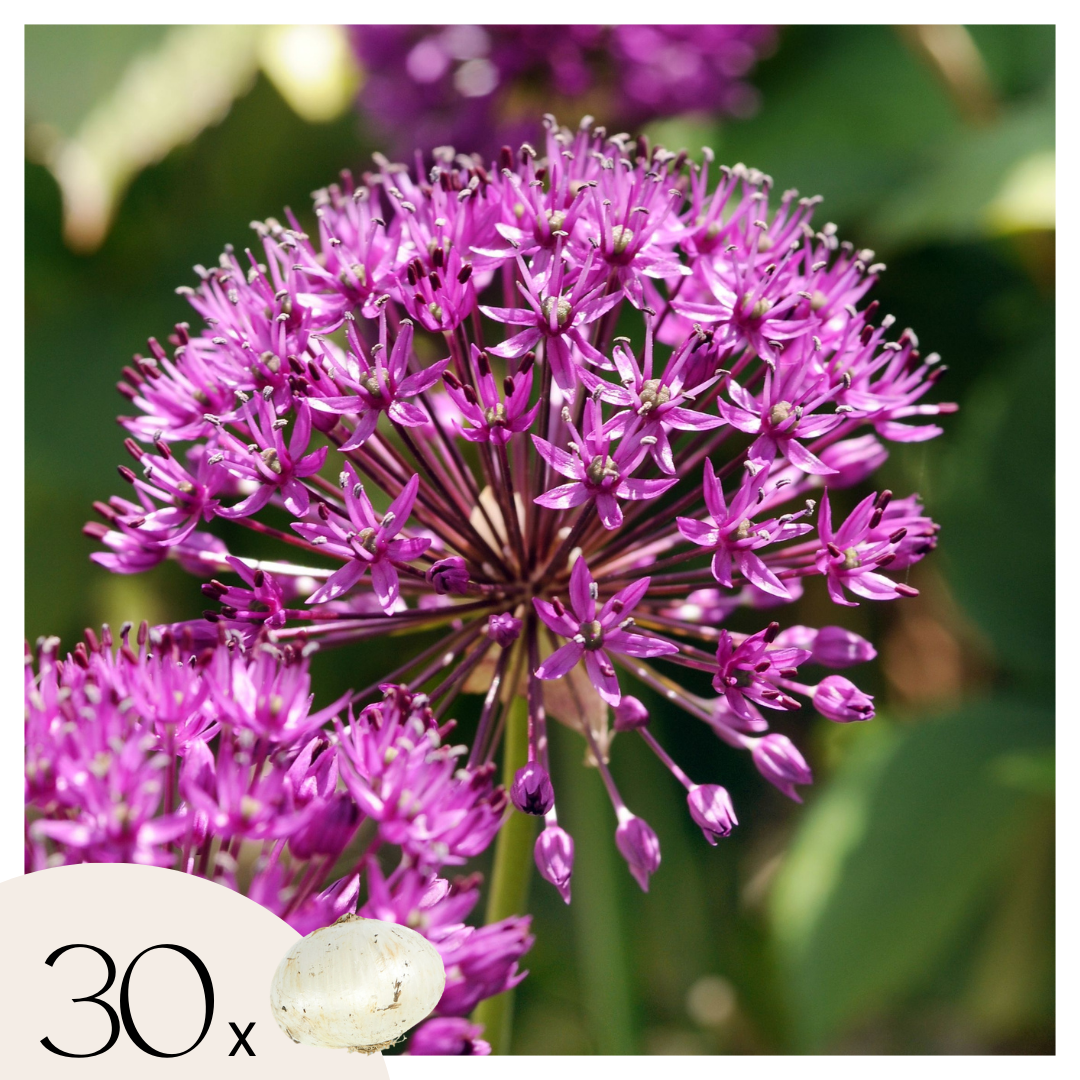 Lot De 30 Alliums Purple Sensation – Plante D'Extérieur