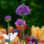 Lot De 30 Alliums Purple Sensation – Plante D'Extérieur