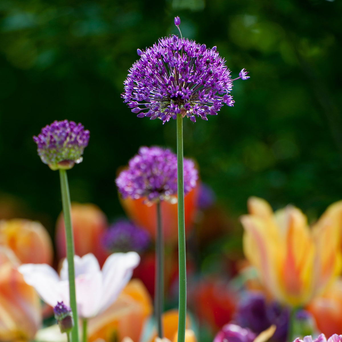 Lot De 30 Alliums Purple Sensation – Plante D'Extérieur
