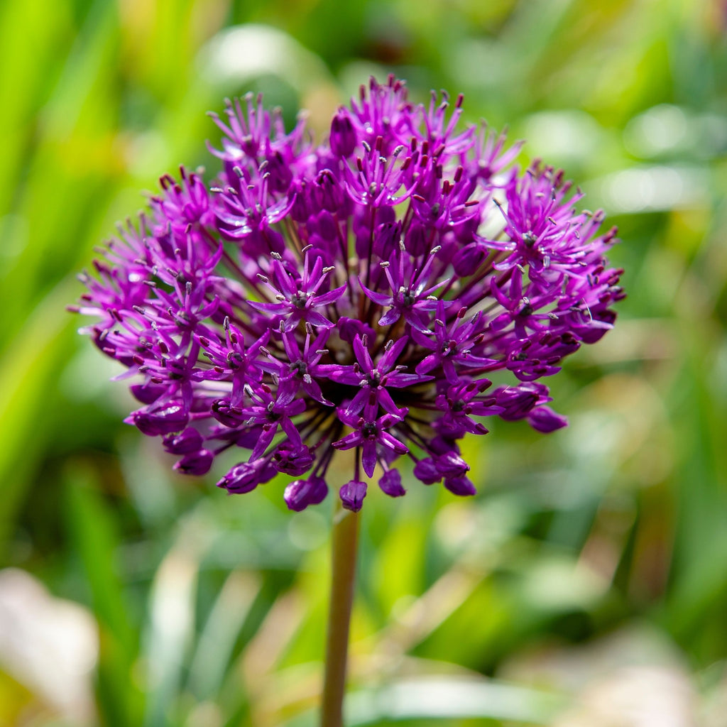 Lot De 30 Alliums Purple Sensation – Plante D'Extérieur