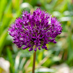 Lot De 30 Alliums Purple Sensation – Plante D'Extérieur