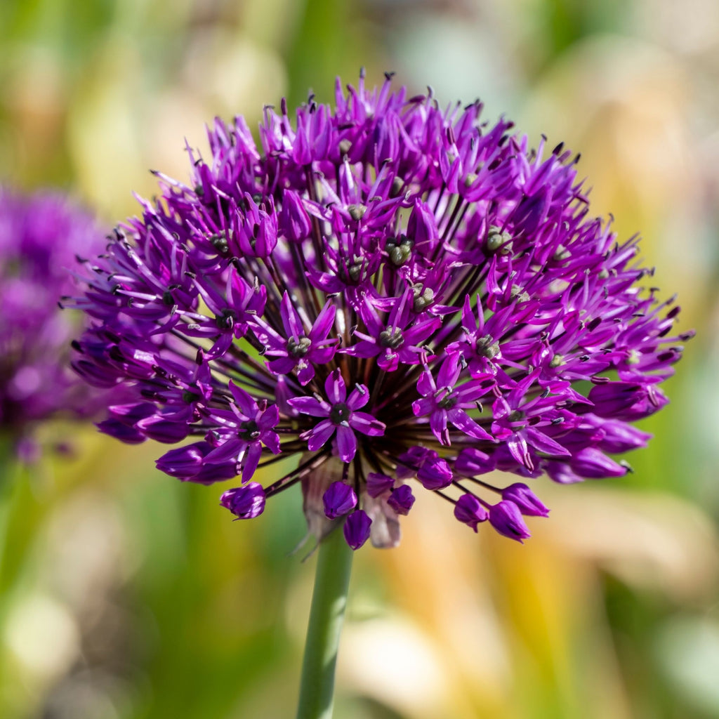 Lot De 30 Alliums Purple Sensation – Plante D'Extérieur