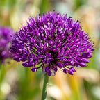 Lot De 30 Alliums Purple Sensation – Plante D'Extérieur
