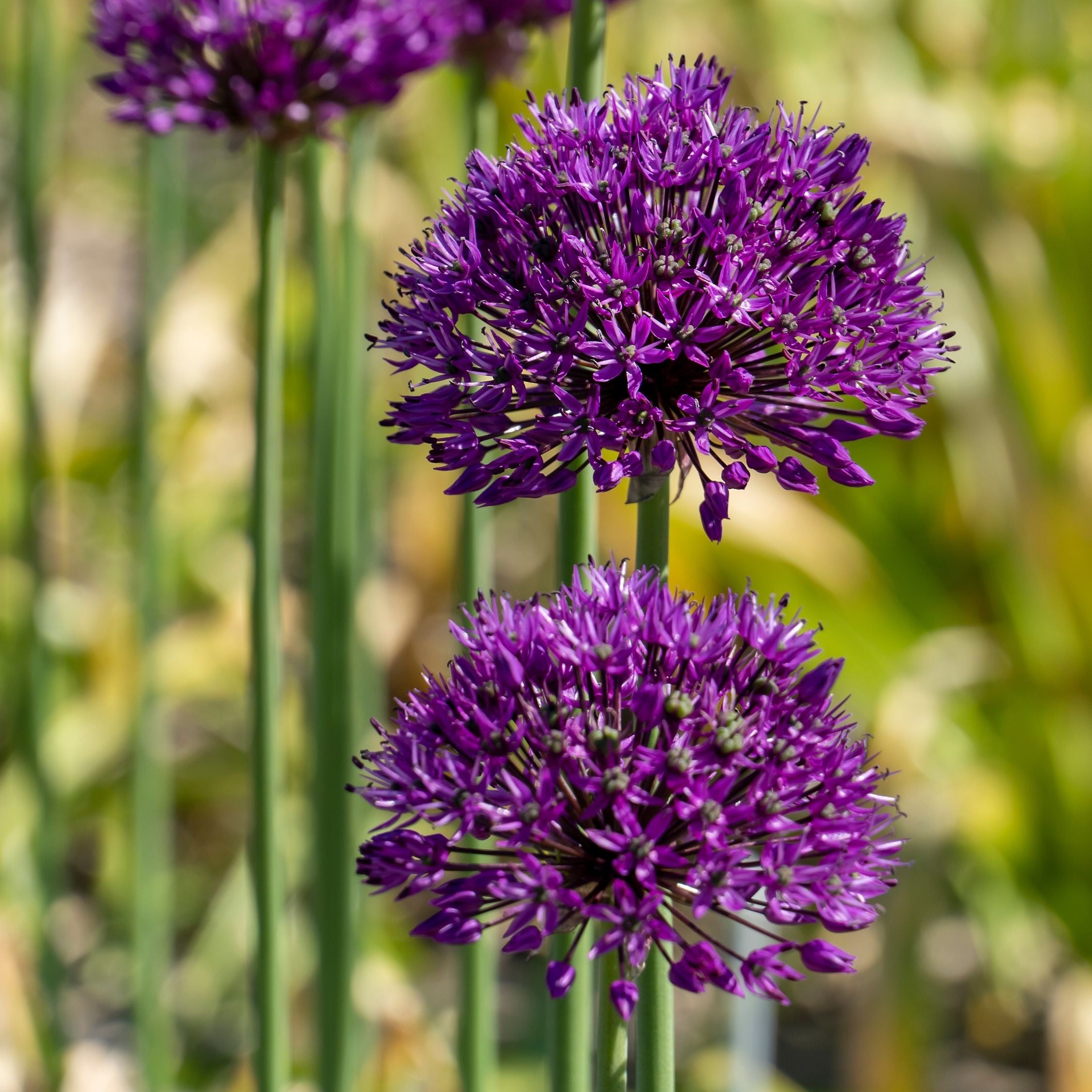 Lot De 30 Alliums Purple Sensation – Plante D'Extérieur