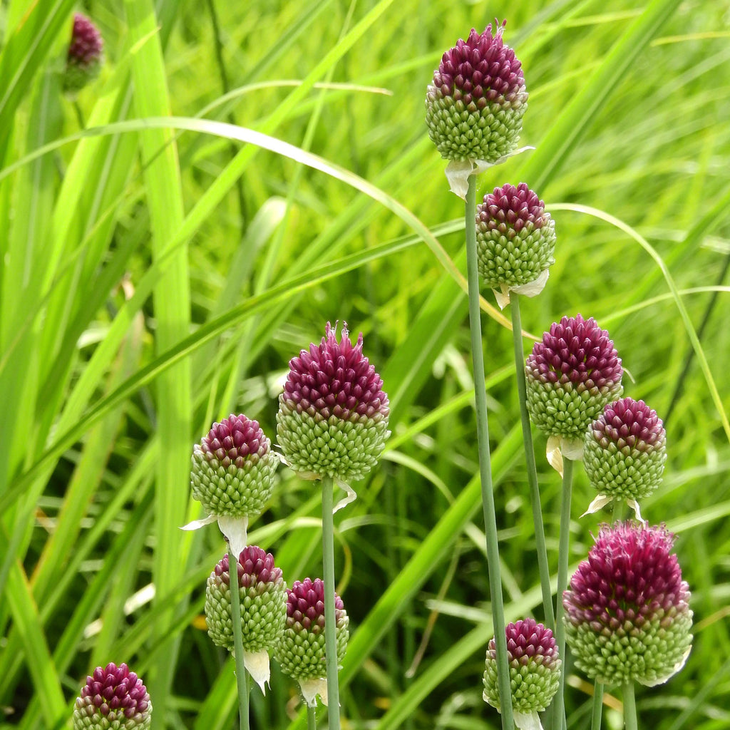 Lot De 100 Alliums Sphaerocephalon – Plante D'Extérieur