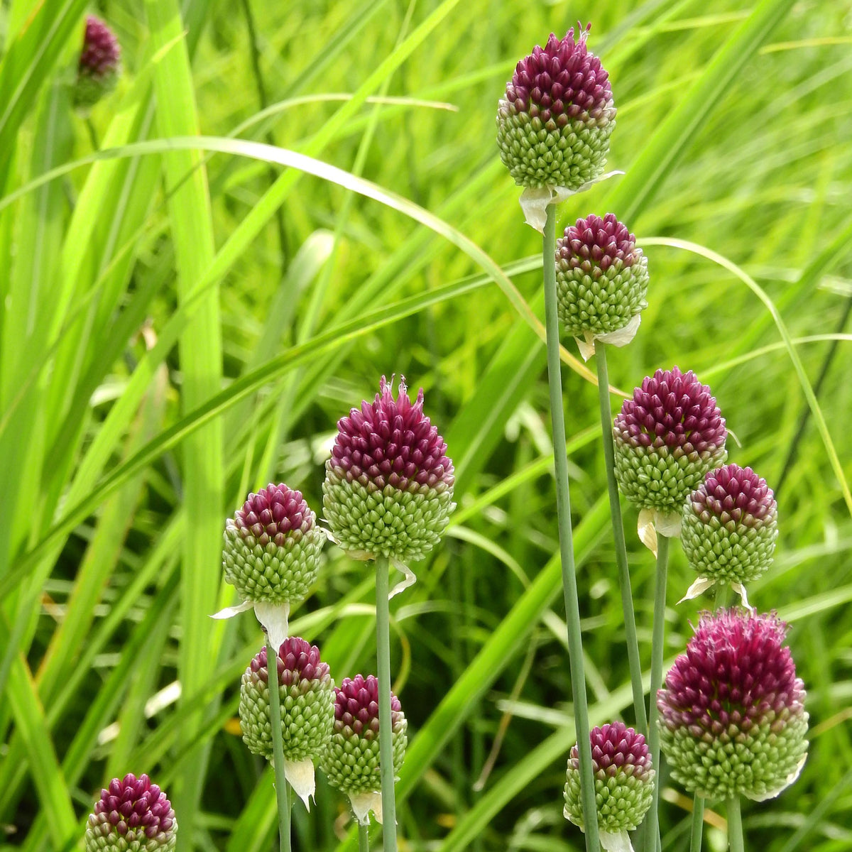 Lot De 100 Alliums Sphaerocephalon – Plante D'Extérieur