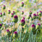Lot De 100 Alliums Sphaerocephalon – Plante D'Extérieur