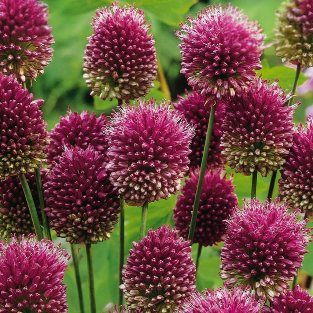 Lot De 100 Alliums Sphaerocephalon – Plante D'Extérieur