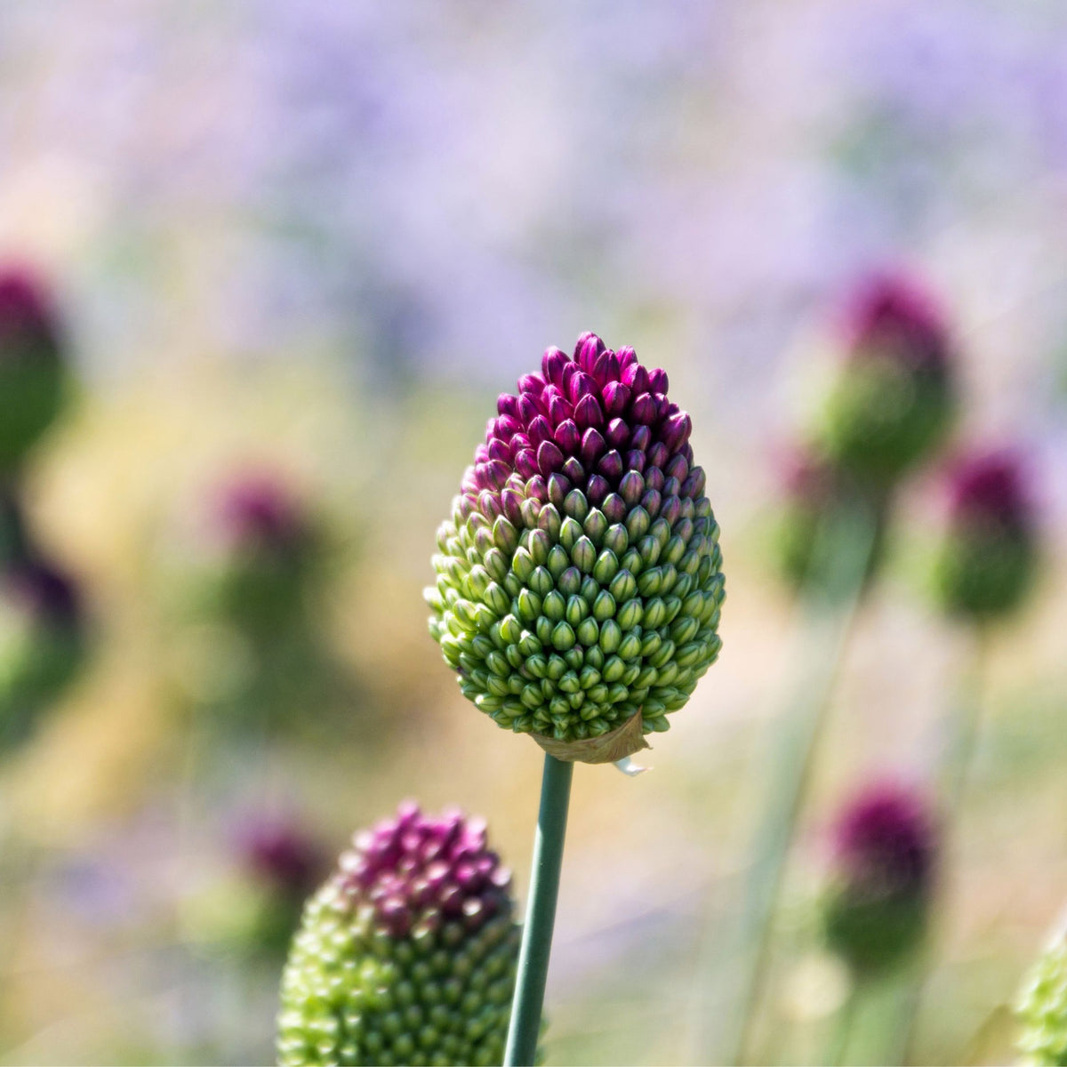 Lot De 100 Alliums Sphaerocephalon – Plante D'Extérieur