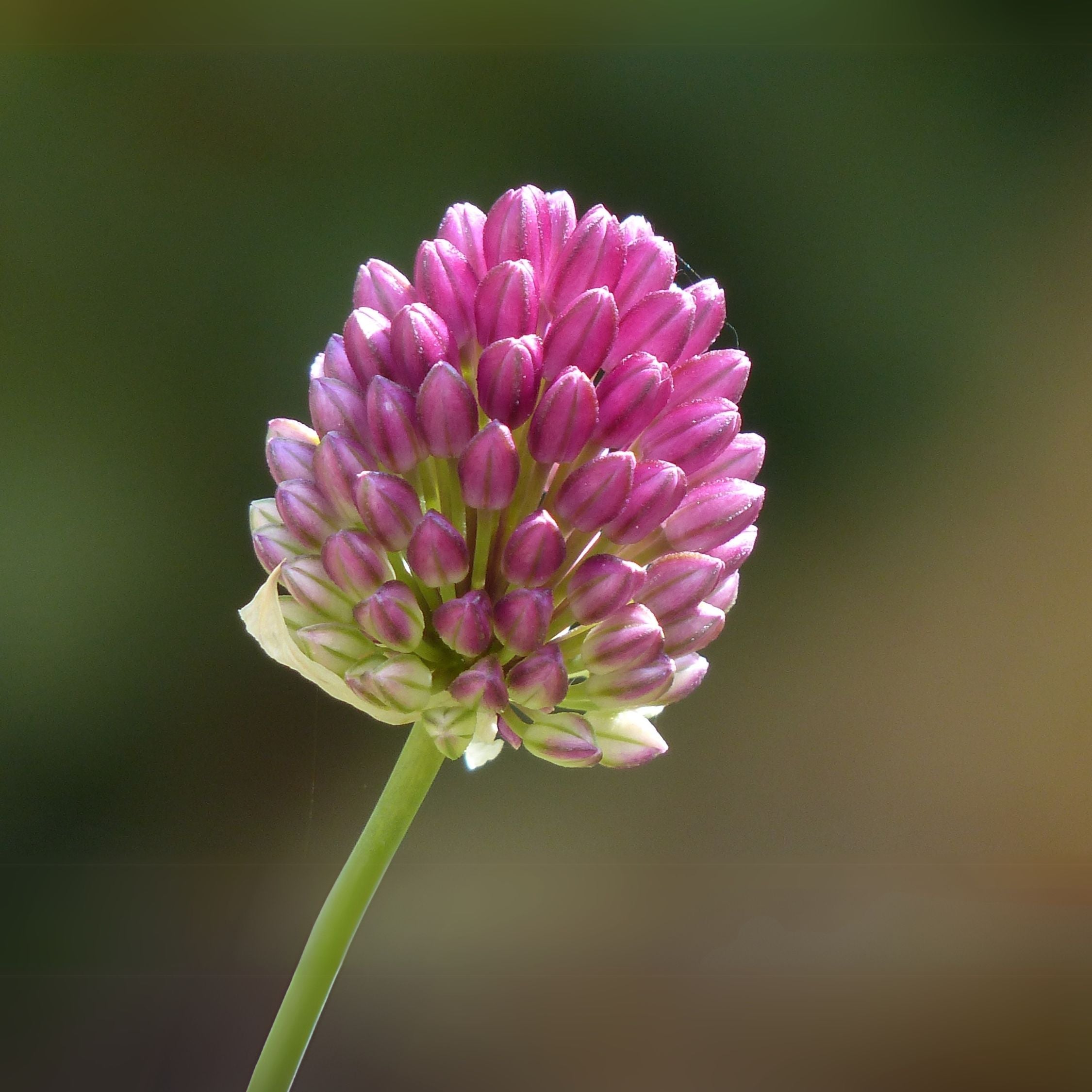 Lot De 100 Alliums Sphaerocephalon – Plante D'Extérieur