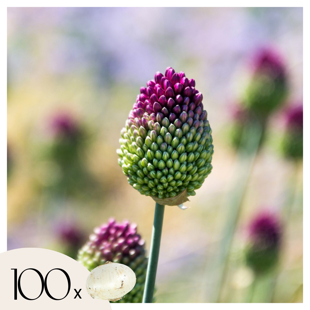 Lot De 100 Alliums Sphaerocephalon – Plante D'Extérieur