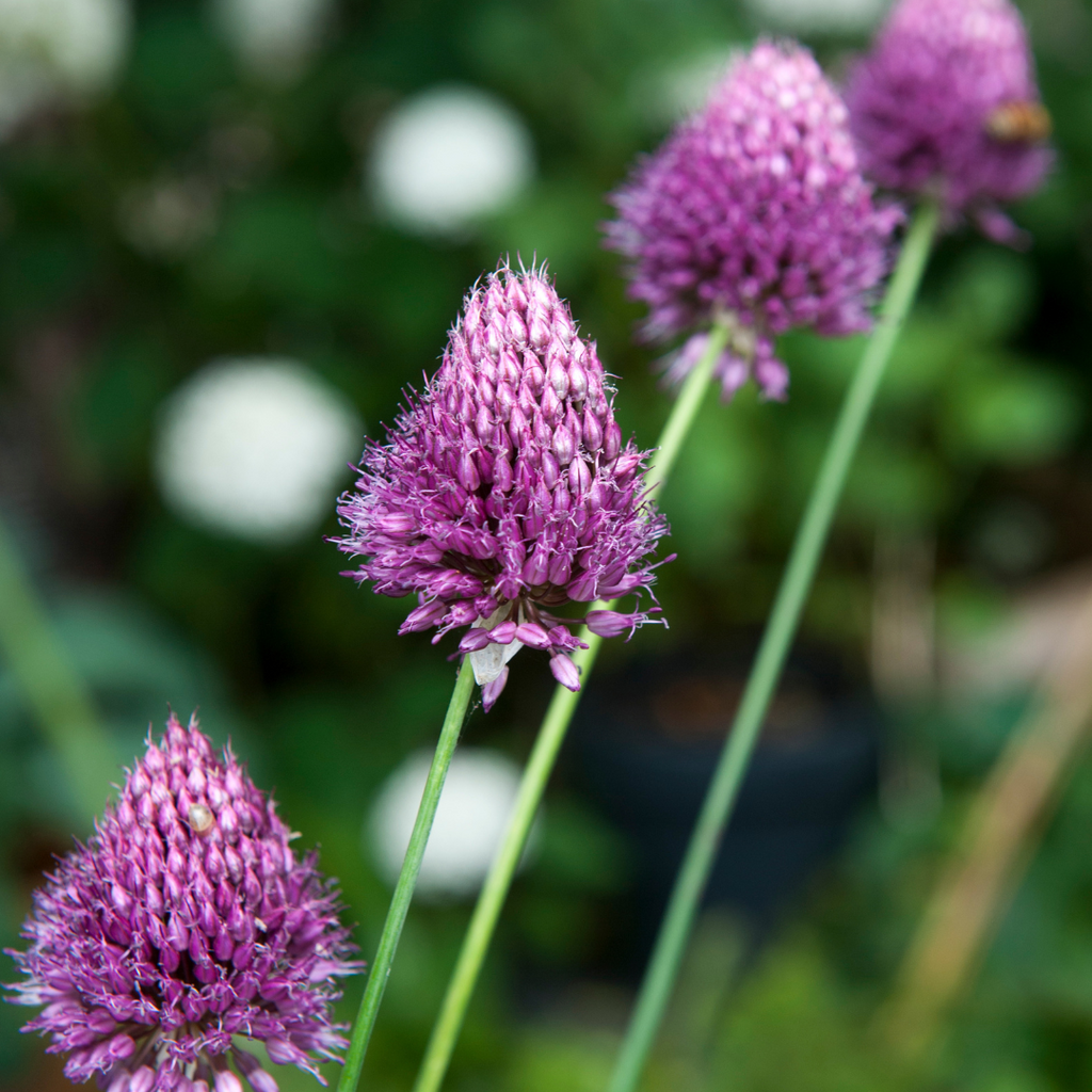 Lot De 100 Alliums Sphaerocephalon – Plante D'Extérieur