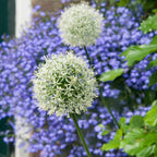 Lot De 3 Alliums Mount Everest – Plante D'Extérieur