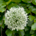 Lot De 3 Alliums Mount Everest – Plante D'Extérieur