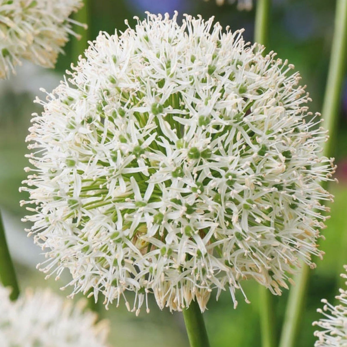 Lot De 3 Alliums Mount Everest – Plante D'Extérieur