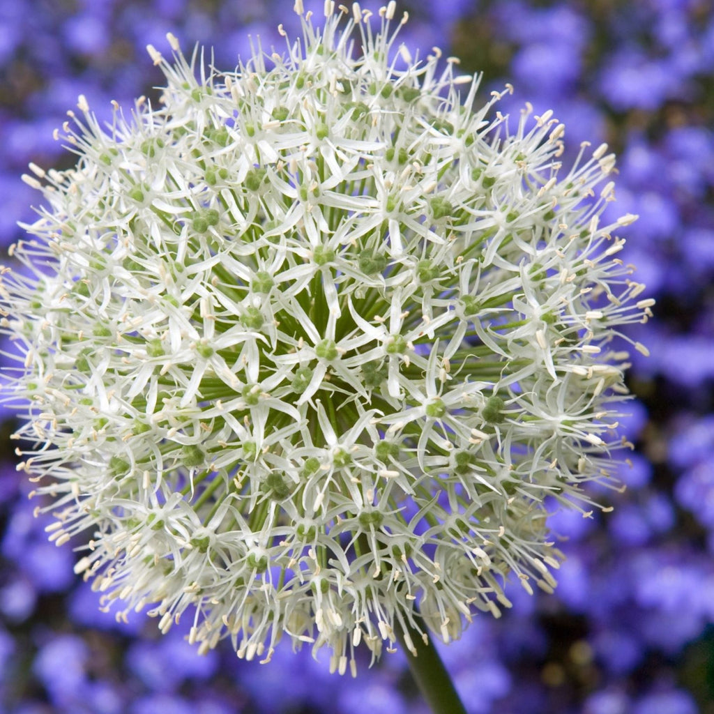 Lot De 3 Alliums Mount Everest – Plante D'Extérieur