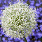 Lot De 3 Alliums Mount Everest – Plante D'Extérieur