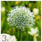Lot De 3 Alliums Mount Everest – Plante D'Extérieur