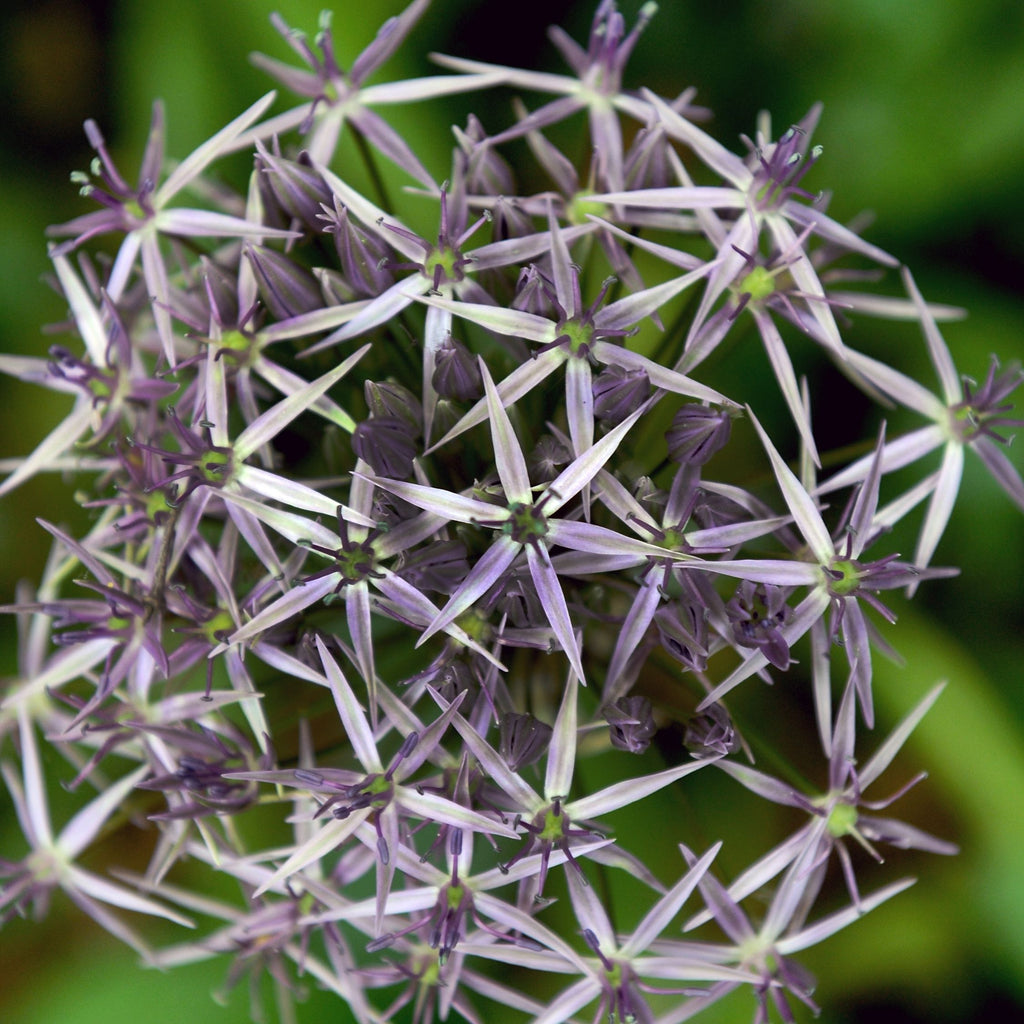 Lot De 15 Alliums Christophii – Plante D'Extérieur