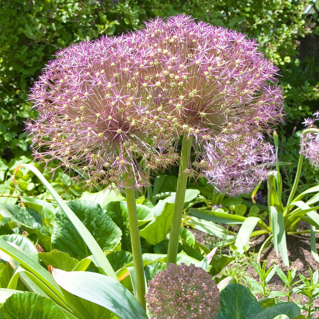 Lot De 15 Alliums Christophii – Plante D'Extérieur