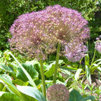 Lot De 15 Alliums Christophii – Plante D'Extérieur