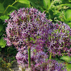 Lot De 15 Alliums Christophii – Plante D'Extérieur