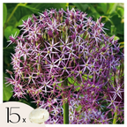 Lot De 15 Alliums Christophii – Plante D'Extérieur