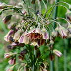Set of 30 Allium Nectaroscordum – Outdoor Plant