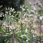 Set of 30 Allium Nectaroscordum – Outdoor Plant