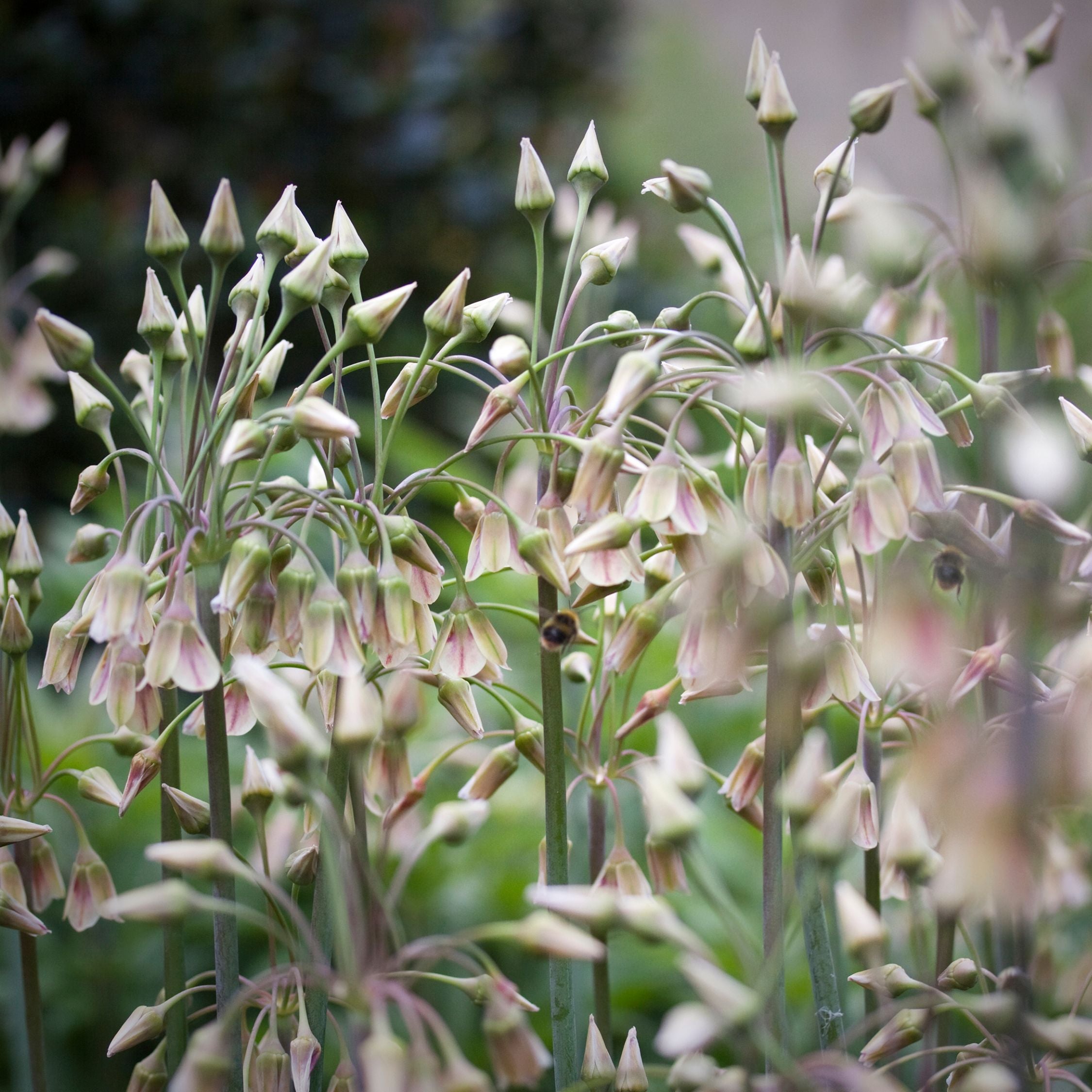 Set of 30 Allium Nectaroscordum – Outdoor Plant