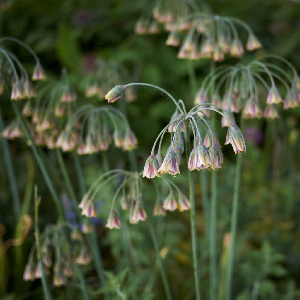 Set of 30 Allium Nectaroscordum – Outdoor Plant