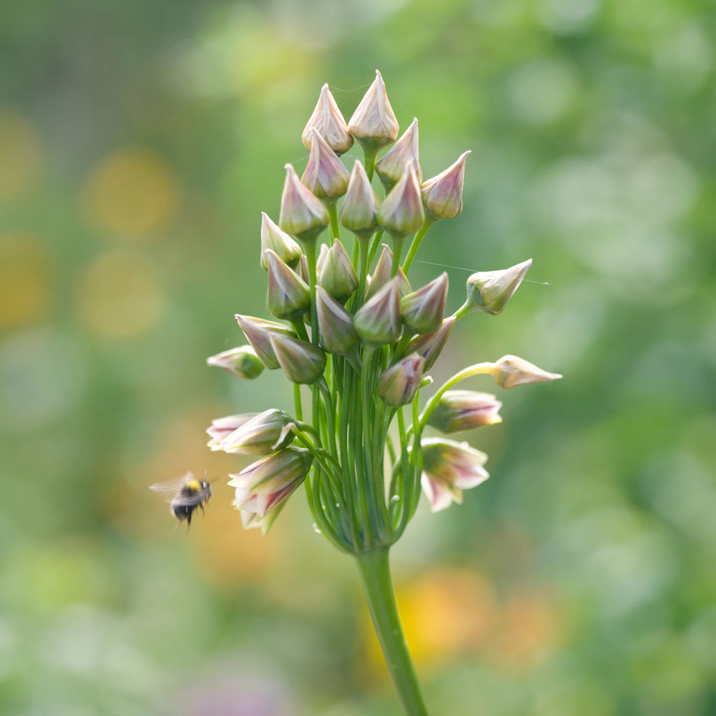 Set of 30 Allium Nectaroscordum – Outdoor Plant