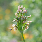 Set of 30 Allium Nectaroscordum – Outdoor Plant