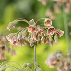 Set of 30 Allium Nectaroscordum – Outdoor Plant
