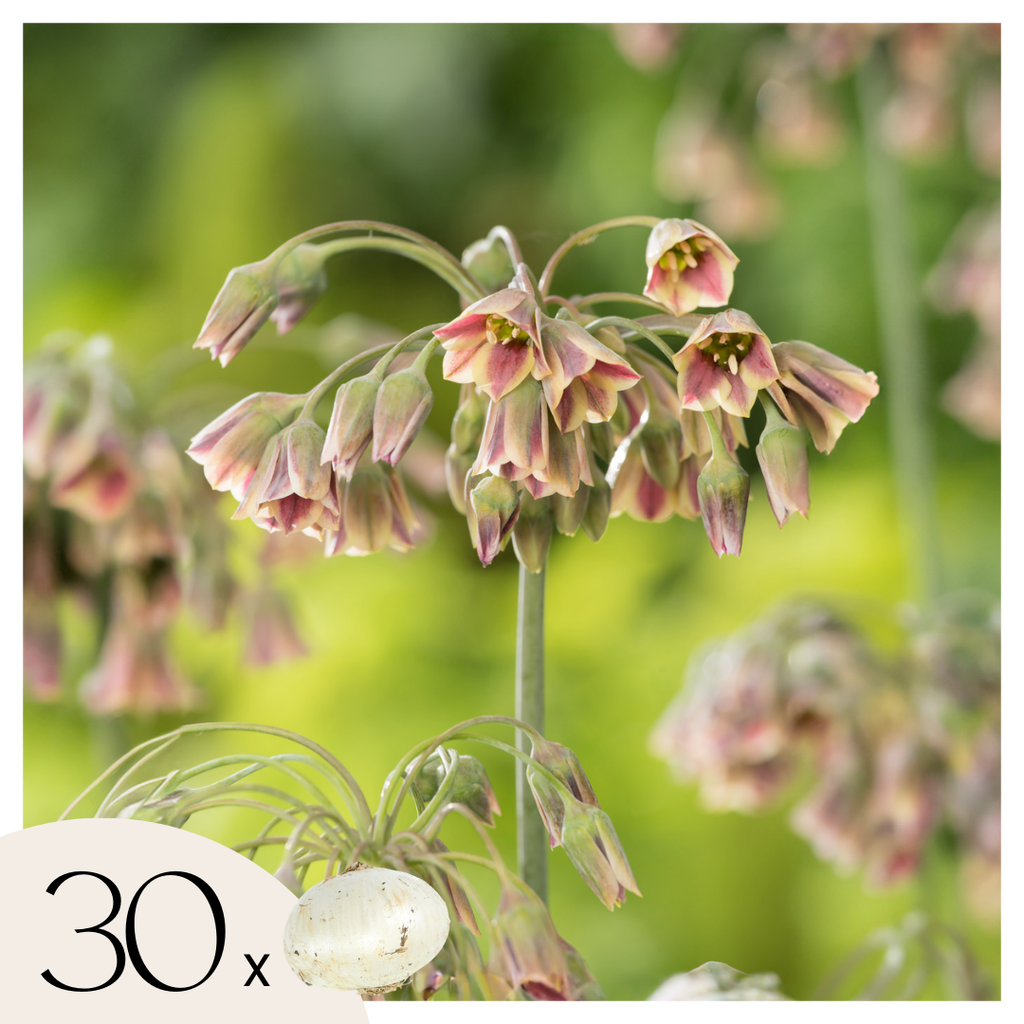 Set of 30 Allium Nectaroscordum – Outdoor Plant