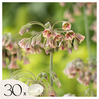 Set of 30 Allium Nectaroscordum – Outdoor Plant