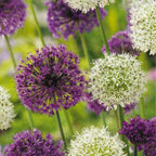 Lot De 15 Alliums Violet Et Blanc – Plante D'Extérieur