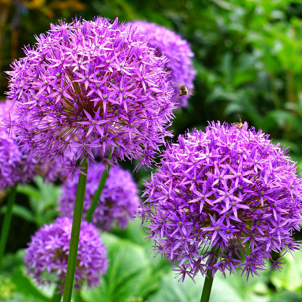Lot De 15 Alliums Violet Et Blanc – Plante D'Extérieur