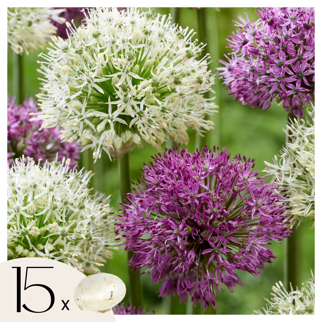 Lot De 15 Alliums Violet Et Blanc – Plante D'Extérieur