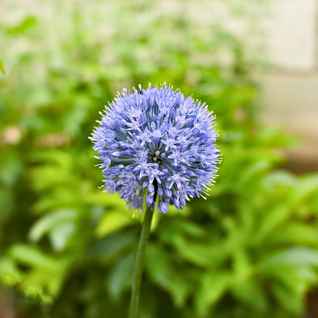 Lot De 40 Alliums Caeruleum – Plante D'Extérieur
