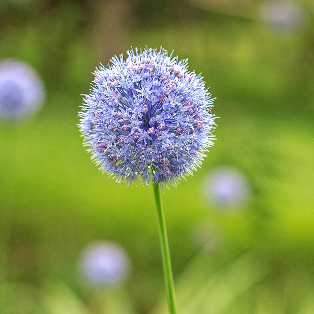 Lot De 40 Alliums Caeruleum – Plante D'Extérieur