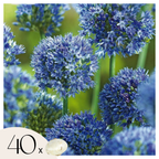Lot De 40 Alliums Caeruleum – Plante D'Extérieur