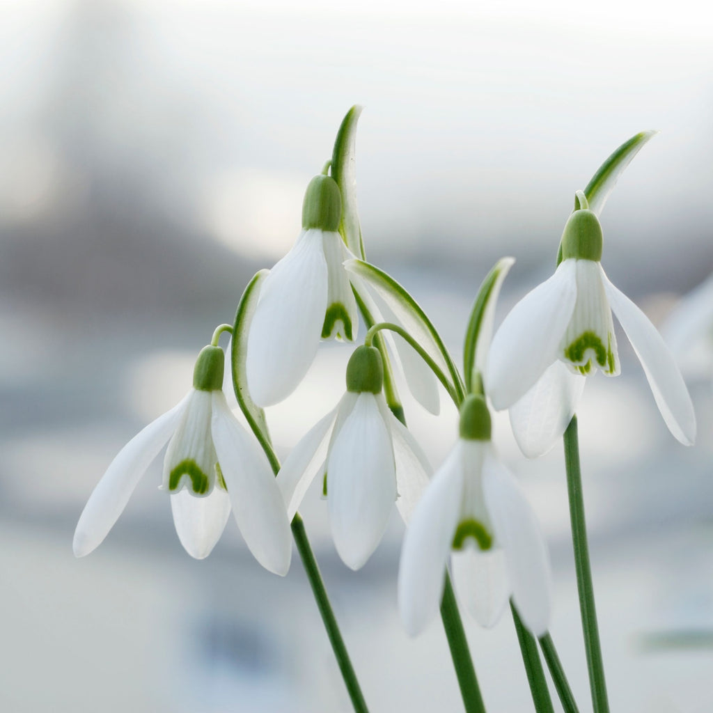 Lot De 50 Perce-Neige Elwesii – Plante D'Extérieur